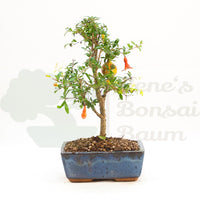 Granatapfel 'Punica granatum'