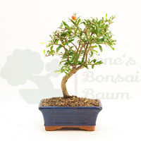 Granatapfel 'Punica granatum'