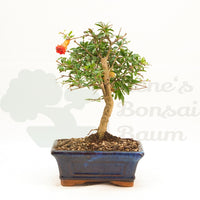 Granatapfel 'Punica granatum'