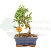 Granatapfel 'Punica granatum'