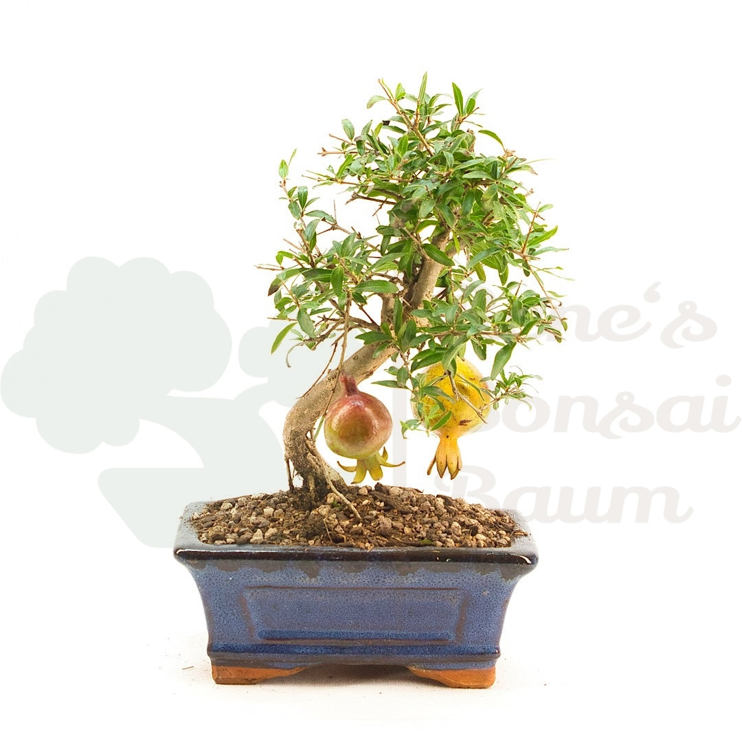 Granatapfel 'Punica granatum'