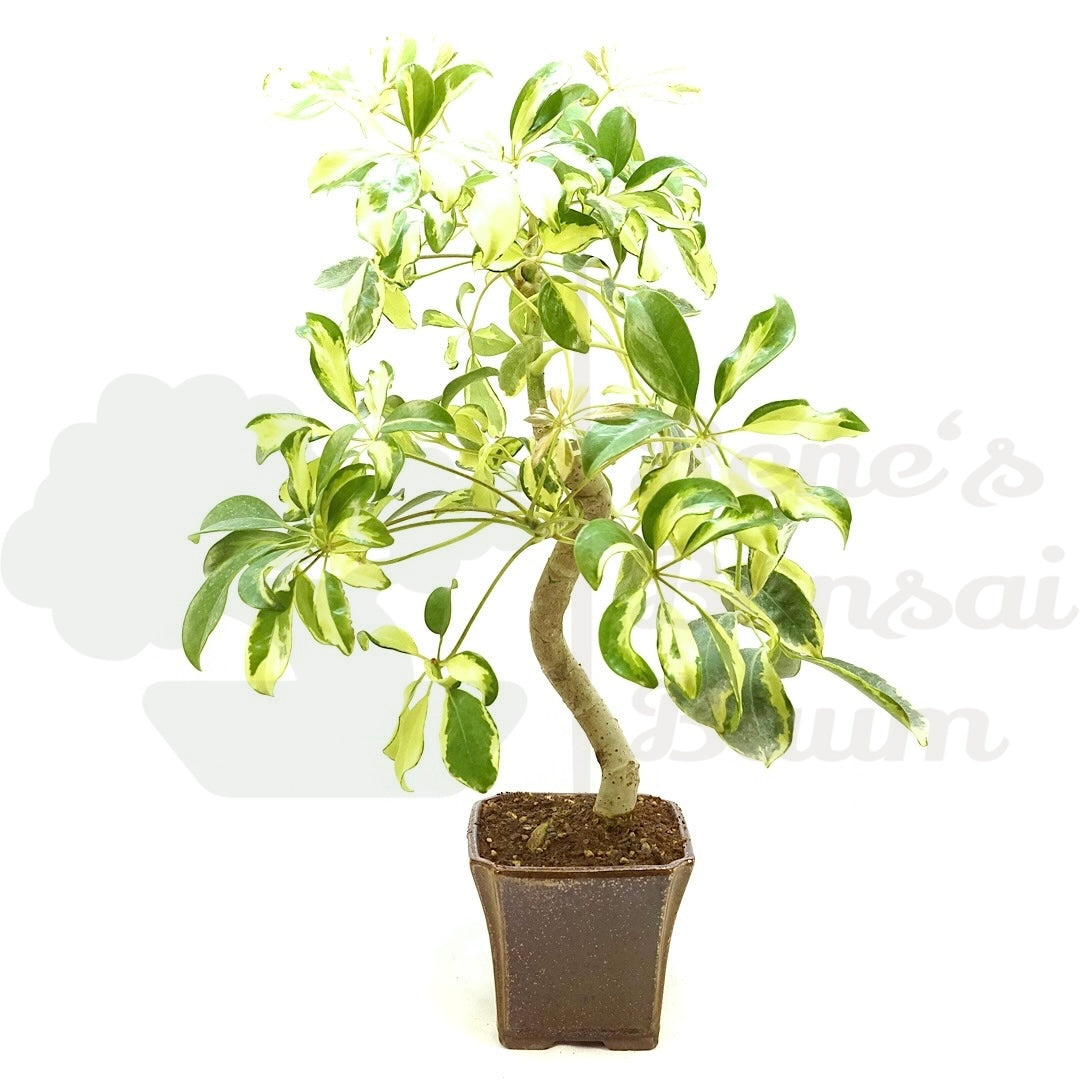 Gelbbunte Strahlenaralie 'Schefflera arboricola'