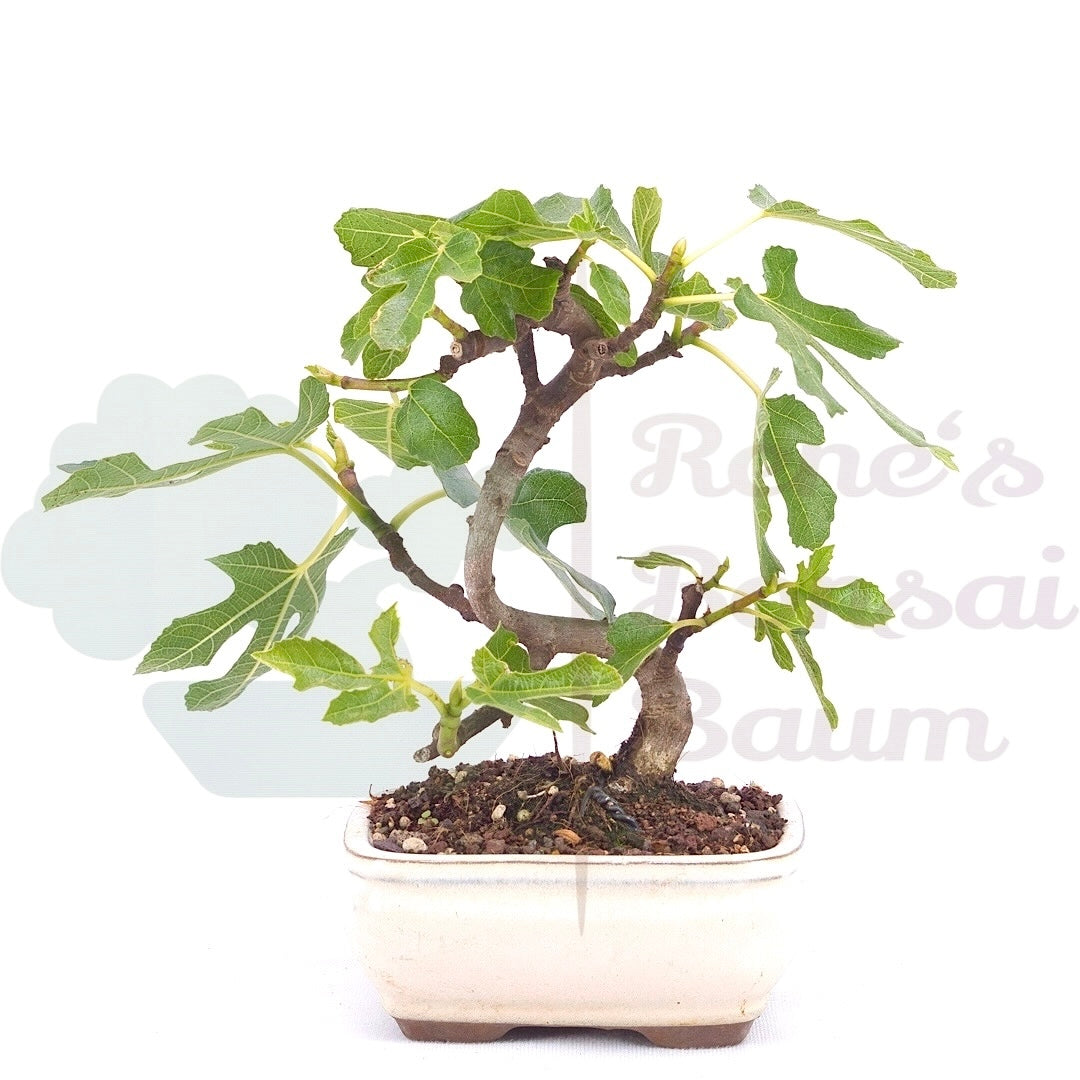 Essfeige 'Ficus carica'