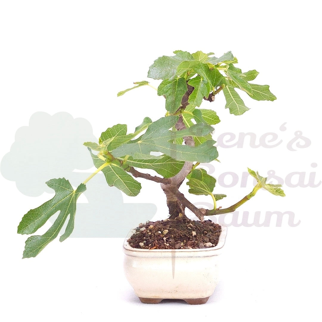 Essfeige 'Ficus carica'