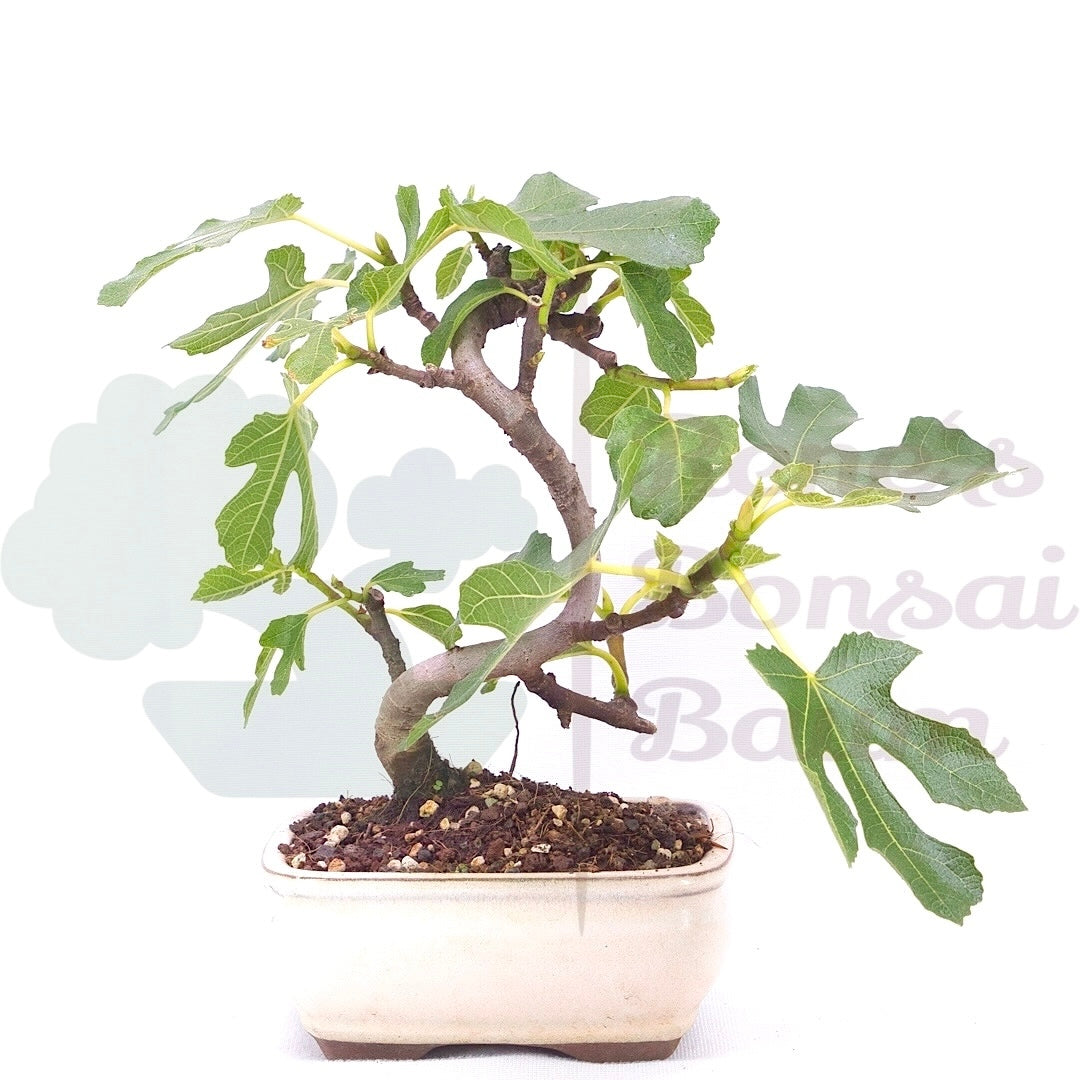 Essfeige 'Ficus carica'