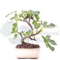 Essfeige 'Ficus carica'