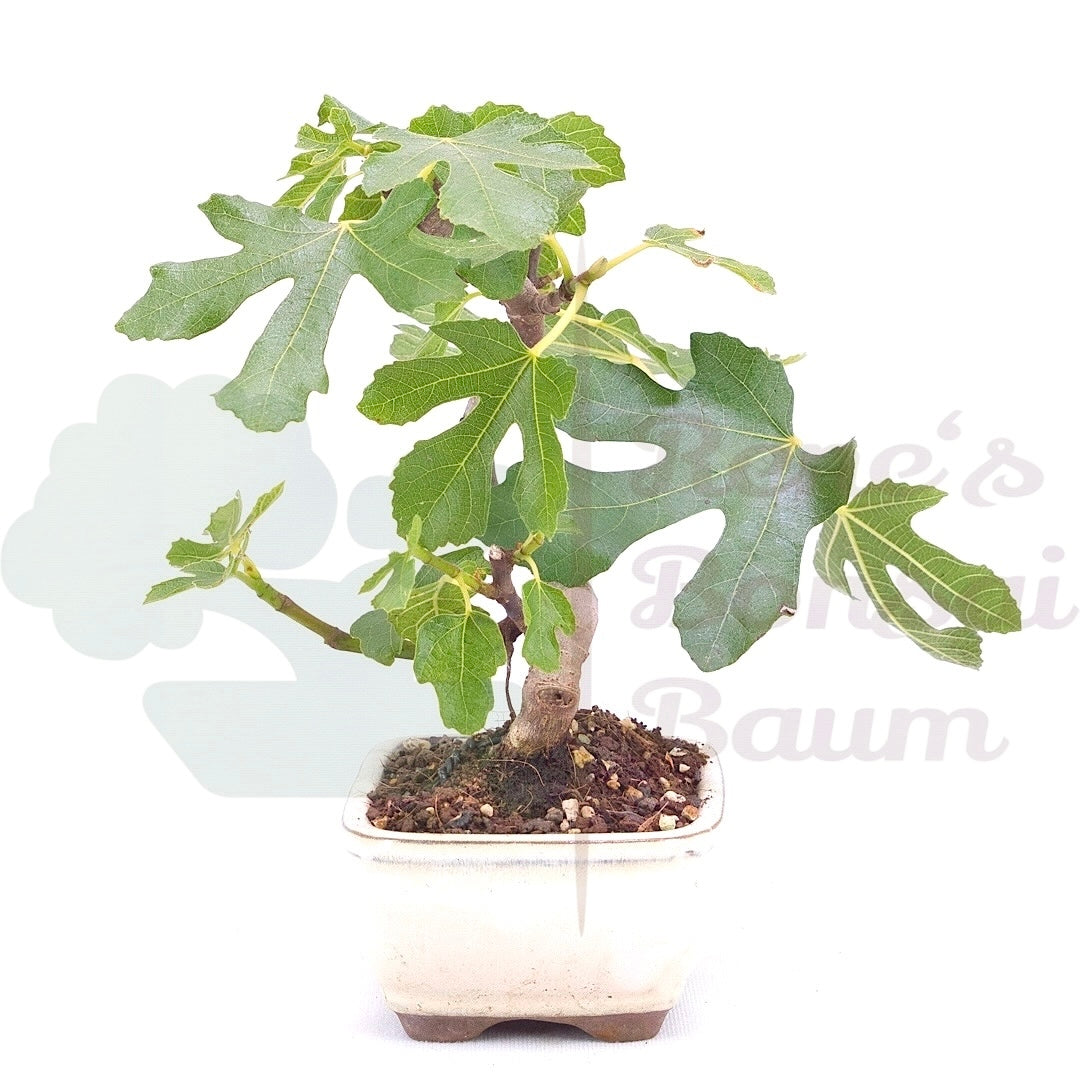 Essfeige 'Ficus carica'