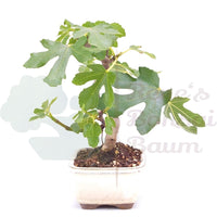 Essfeige 'Ficus carica'