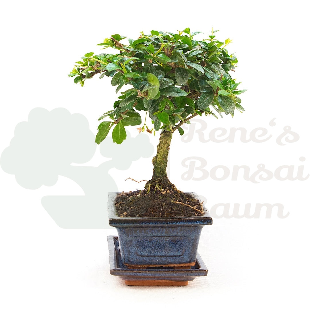 Fukien-Tee 'Carmona microphylla'