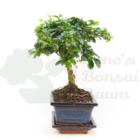 Fukien-Tee 'Carmona microphylla'