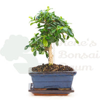 Fukien-Tee 'Carmona microphylla'