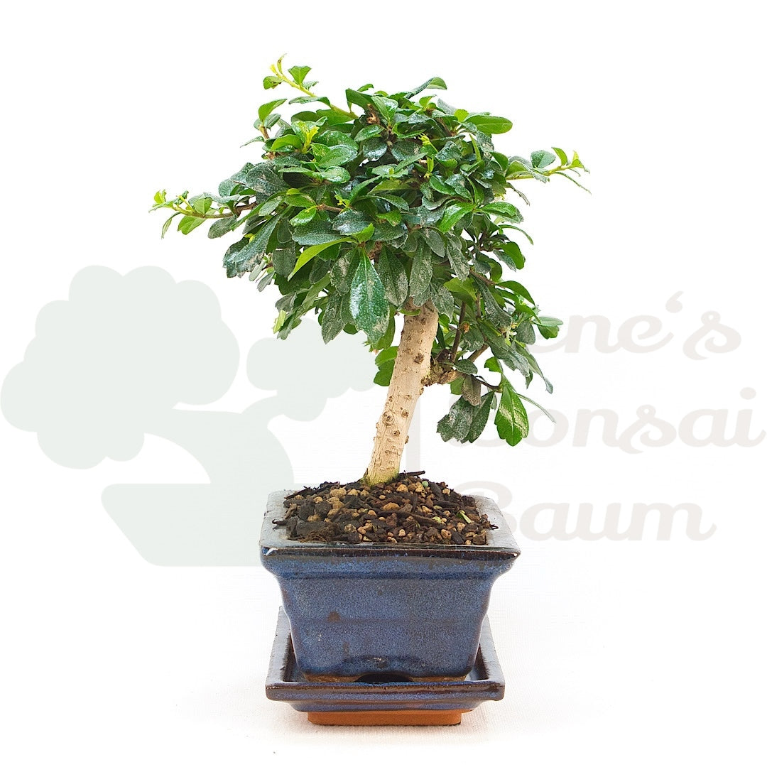 Fukien-Tee 'Carmona microphylla'