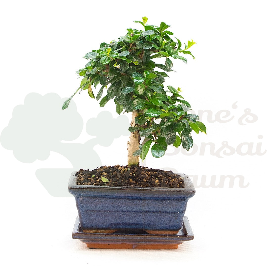 Fukien-Tee 'Carmona microphylla'