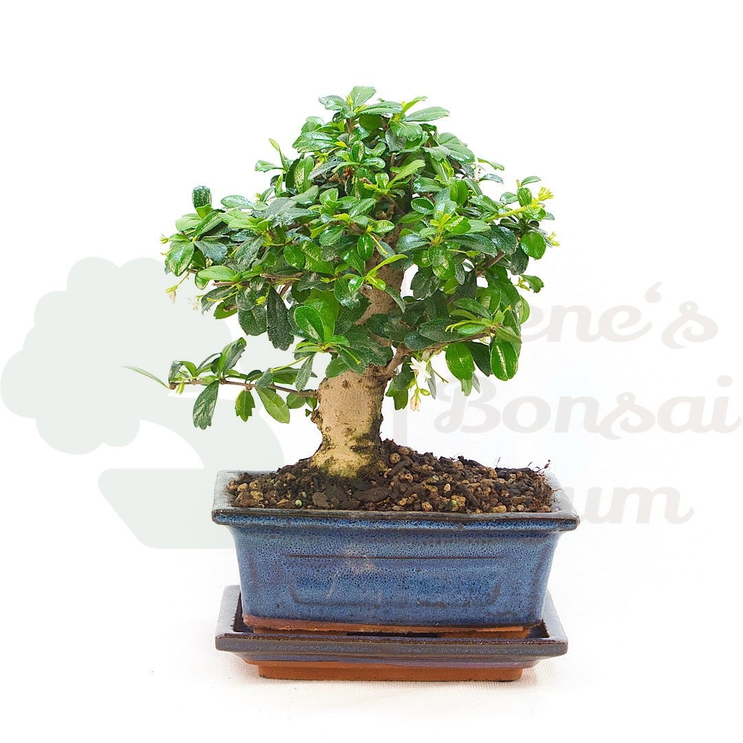 Fukien-Tee 'Carmona microphylla'
