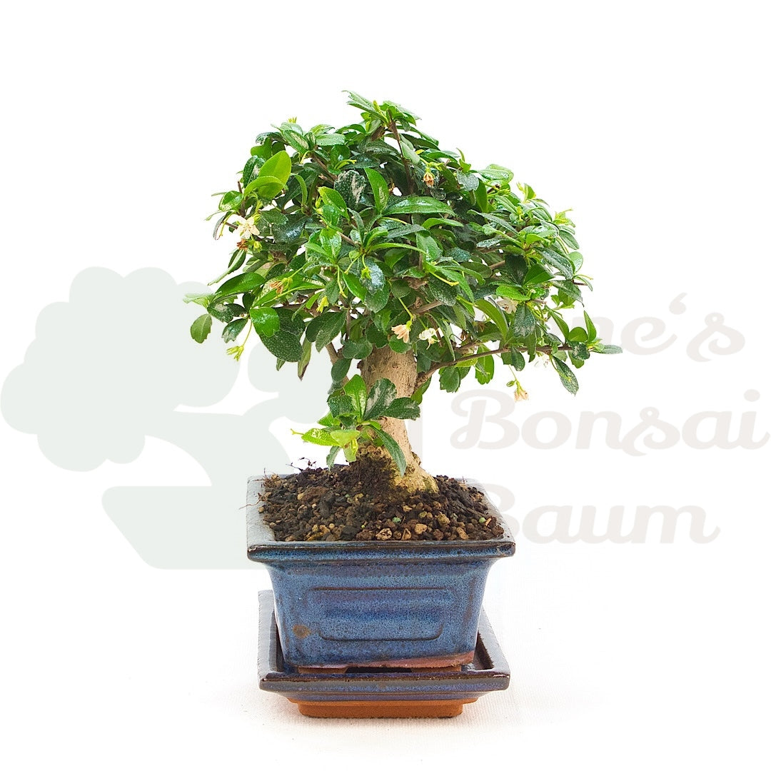 Fukien-Tee 'Carmona microphylla'