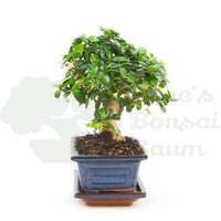Fukien-Tee 'Carmona microphylla'