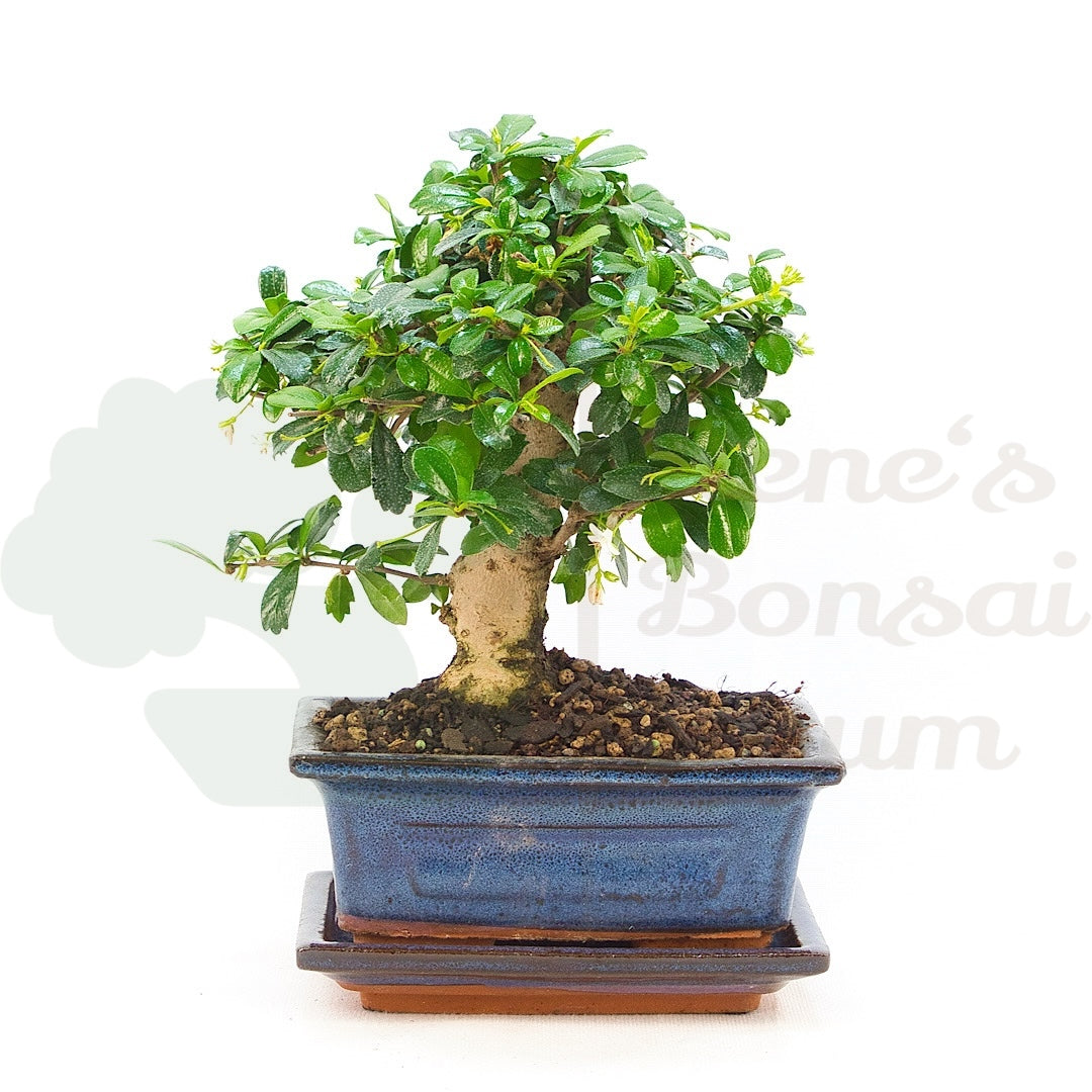 Fukien-Tee 'Carmona microphylla'