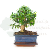 Fukien-Tee 'Carmona microphylla'