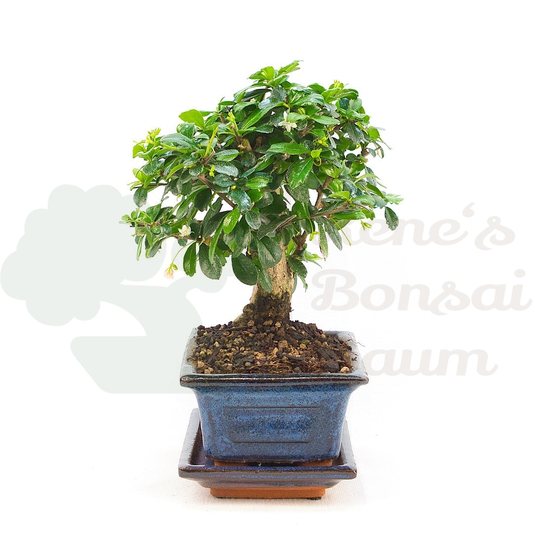 Fukien-Tee 'Carmona microphylla'
