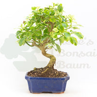 Himmelsblume 'Duranta repens'