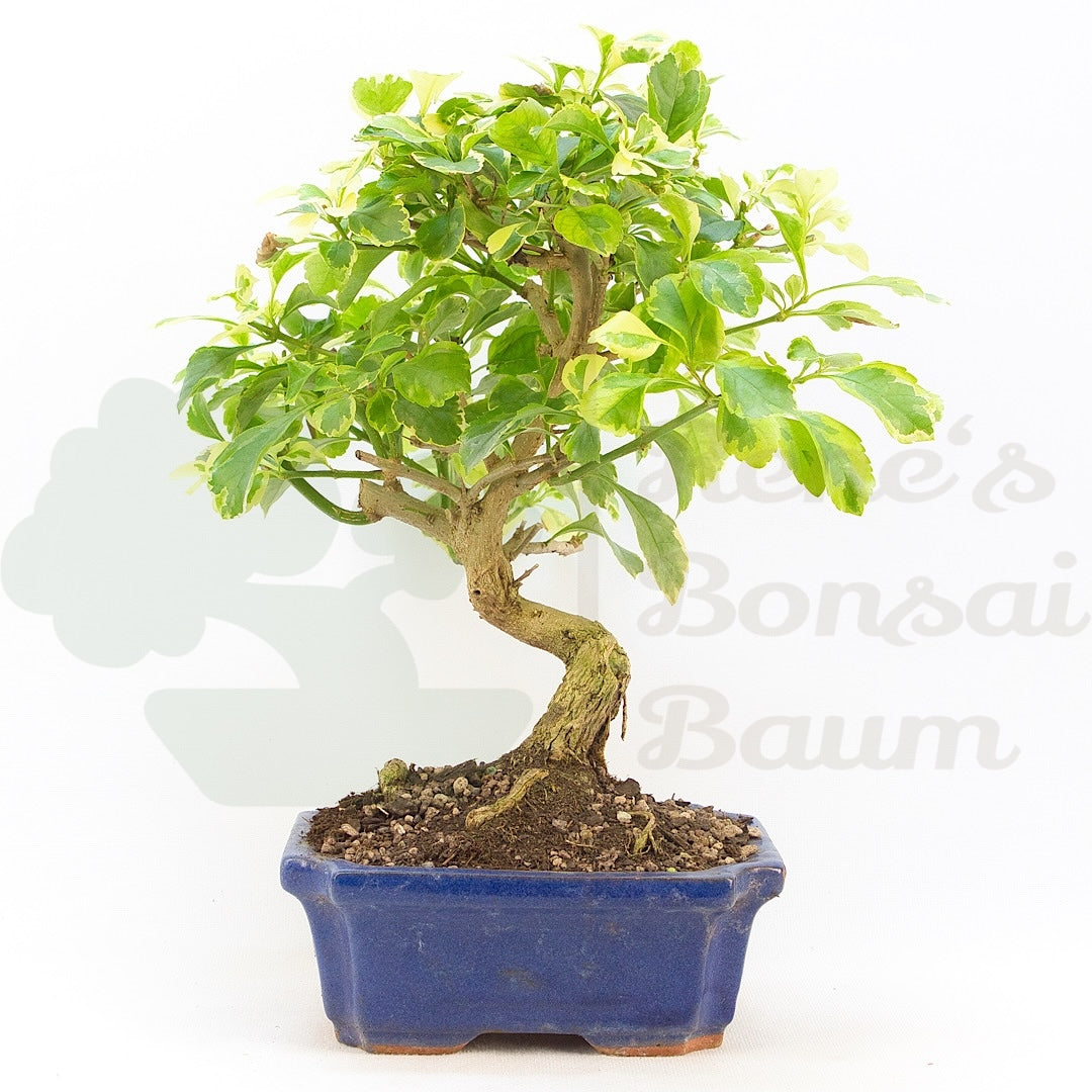 Himmelsblume 'Duranta repens'