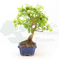 Himmelsblume 'Duranta repens'