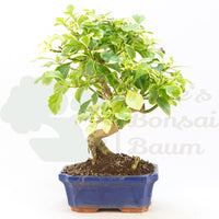 Himmelsblume 'Duranta repens'