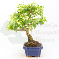 Himmelsblume 'Duranta repens'