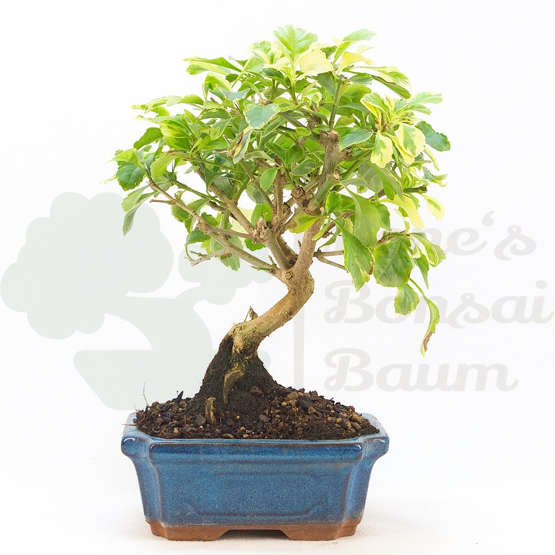 Himmelsblume 'Duranta repens'