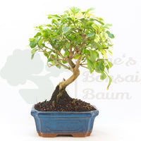 Himmelsblume 'Duranta repens'