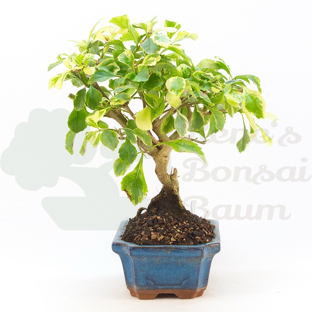 Himmelsblume 'Duranta repens'