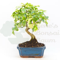 Himmelsblume 'Duranta repens'