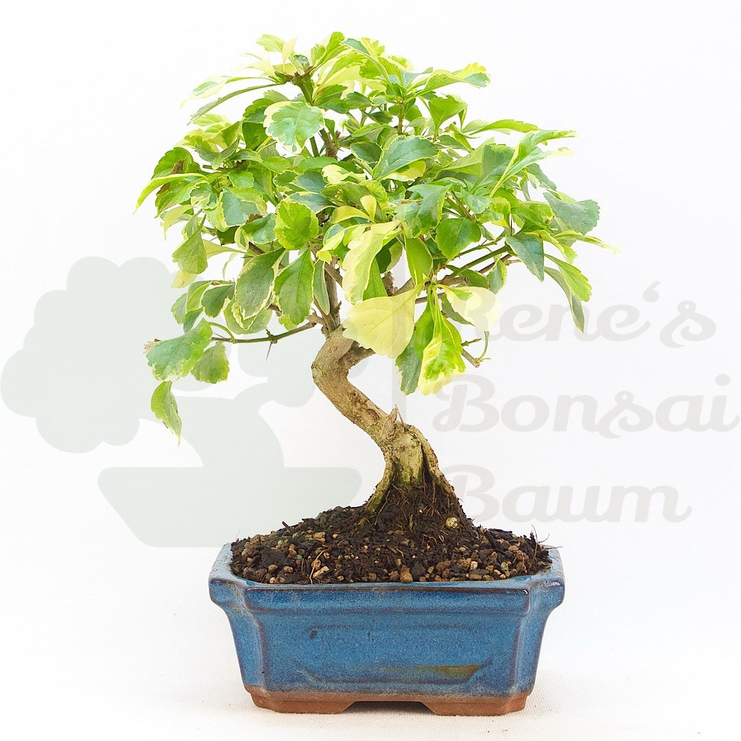 Himmelsblume 'Duranta repens'