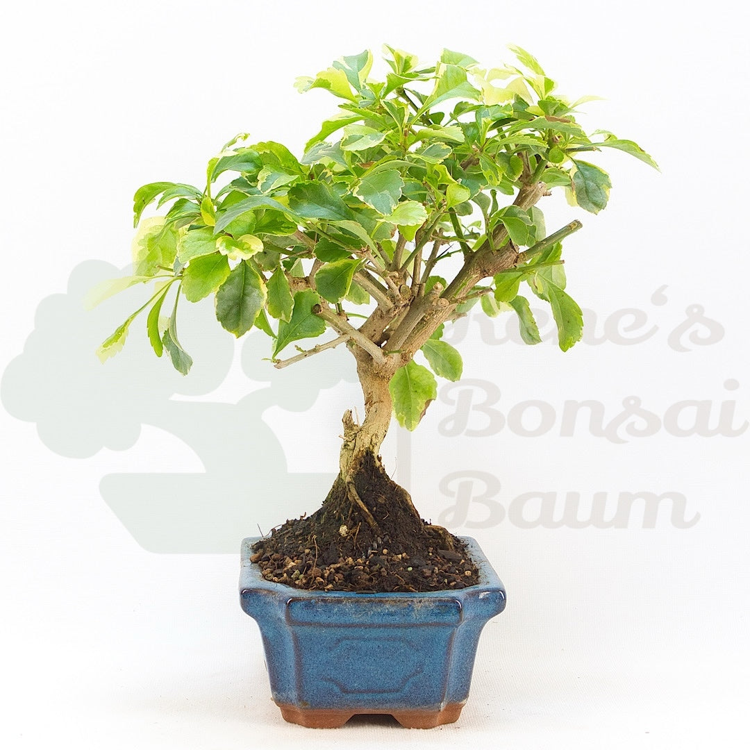 Himmelsblume 'Duranta repens'