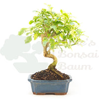 Himmelsblume 'Duranta repens'
