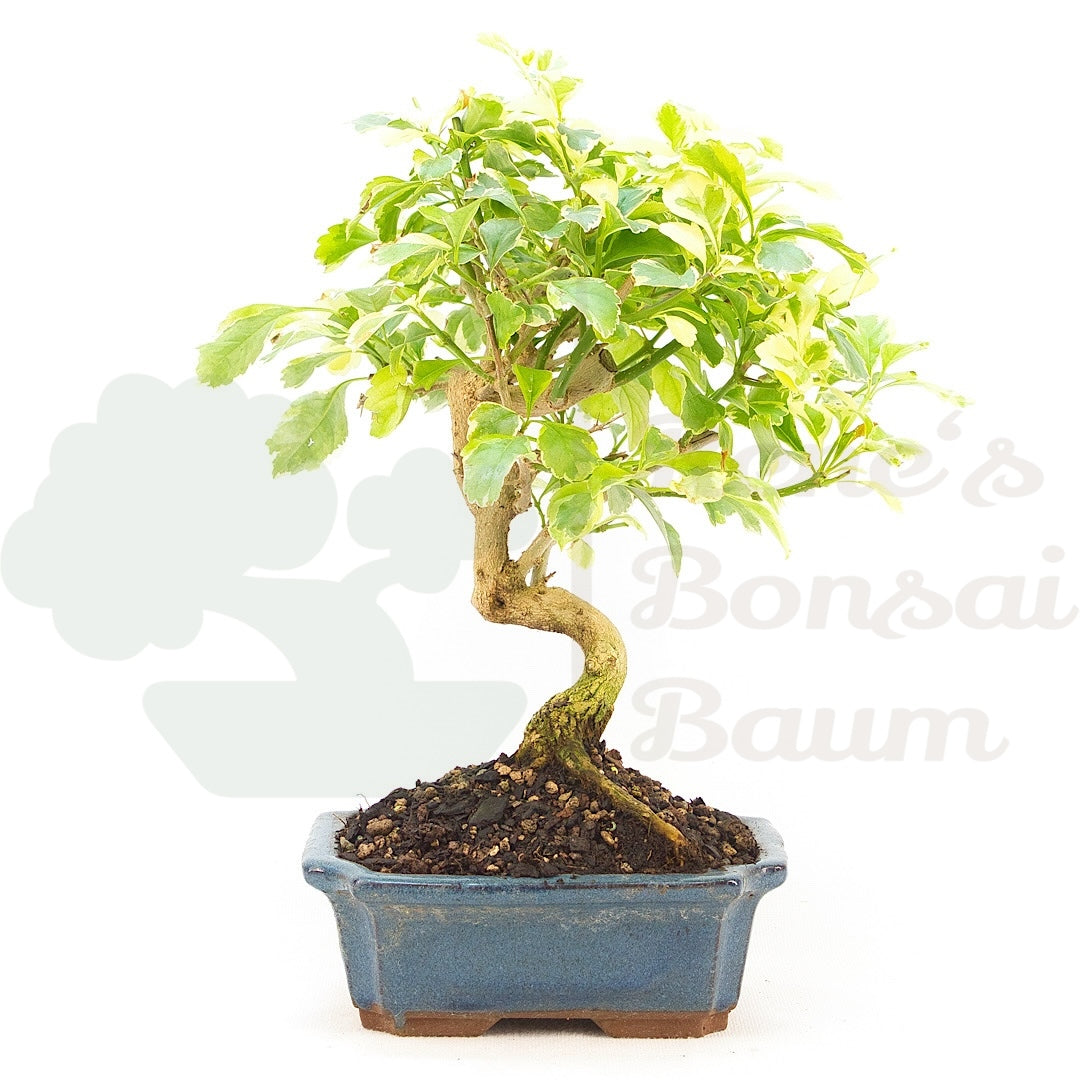 Himmelsblume 'Duranta repens'