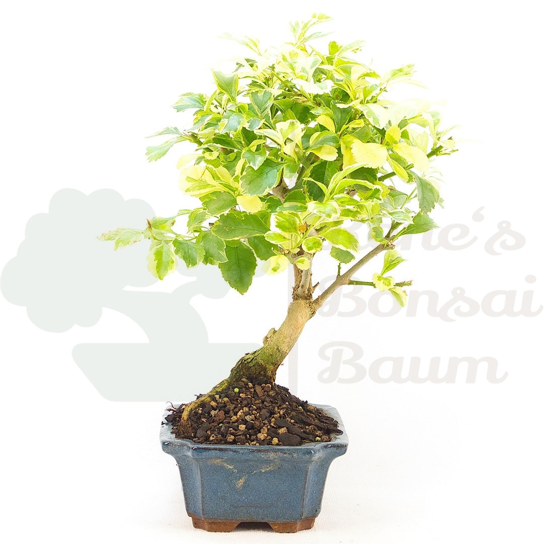 Himmelsblume 'Duranta repens'