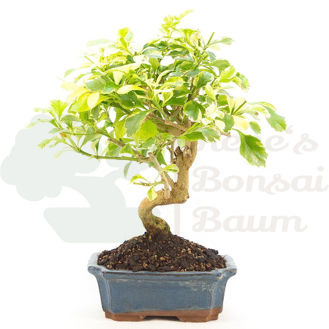 Himmelsblume 'Duranta repens'