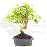 Himmelsblume 'Duranta repens'