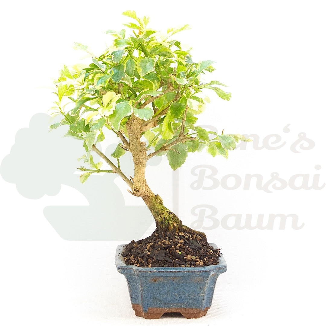 Himmelsblume 'Duranta repens'