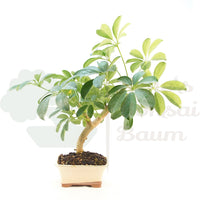 Strahlenaralie 'Schefflera actinophylla'