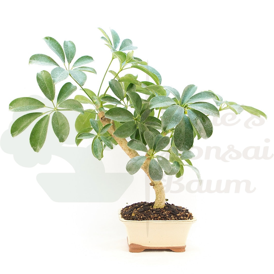 Strahlenaralie 'Schefflera actinophylla'
