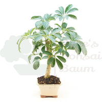 Strahlenaralie 'Schefflera actinophylla'