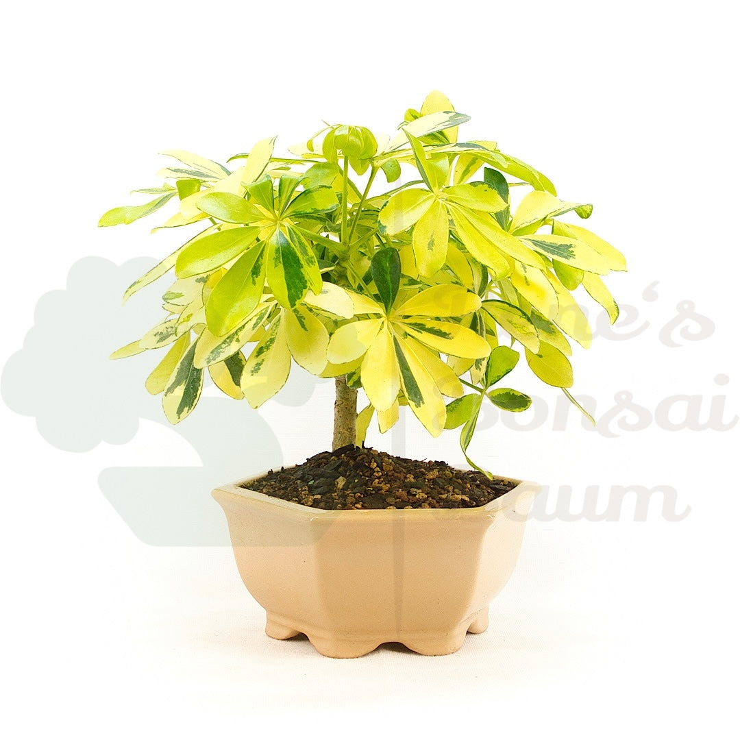 Gelbbunte Strahlenaralie 'Schefflera arboricola'