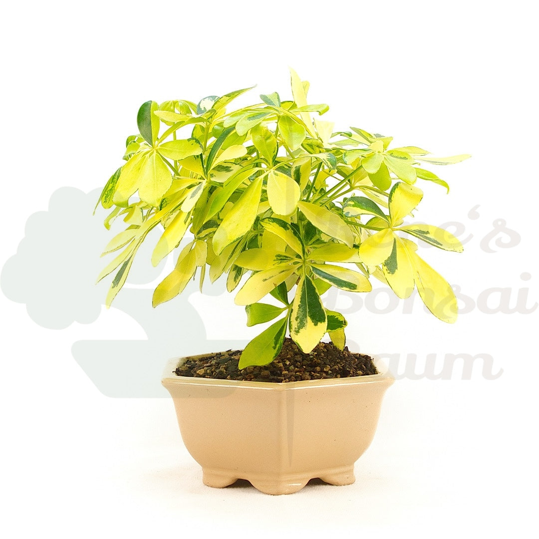 Gelbbunte Strahlenaralie 'Schefflera arboricola'