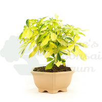 Gelbbunte Strahlenaralie 'Schefflera arboricola'