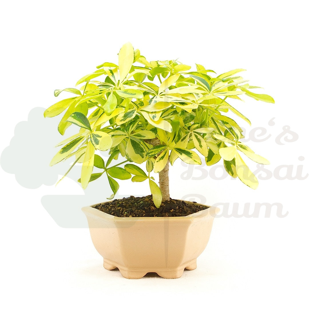 Gelbbunte Strahlenaralie 'Schefflera arboricola'