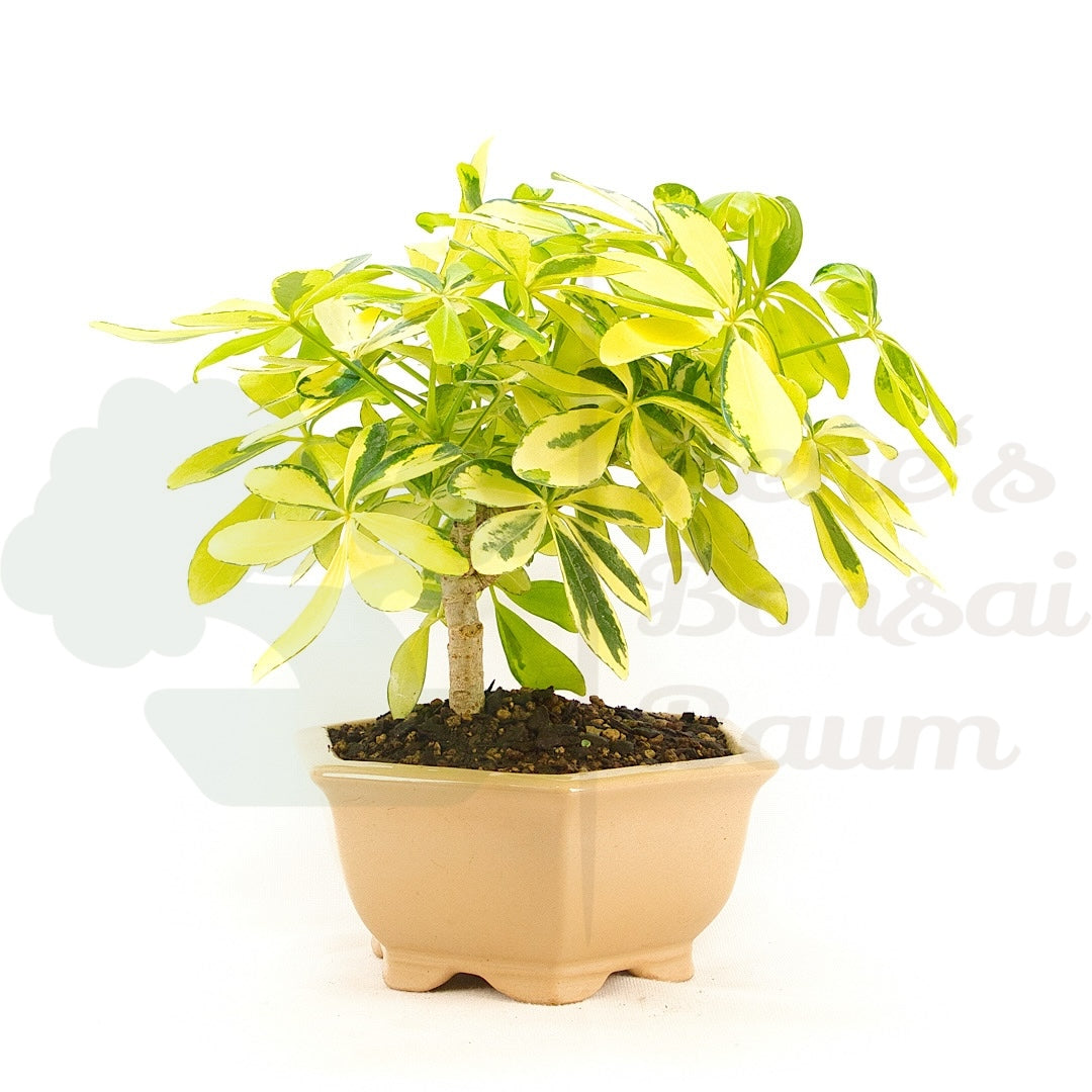 Gelbbunte Strahlenaralie 'Schefflera arboricola'