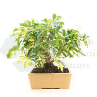Gelbbunte Strahlenaralie 'Schefflera arboricola'