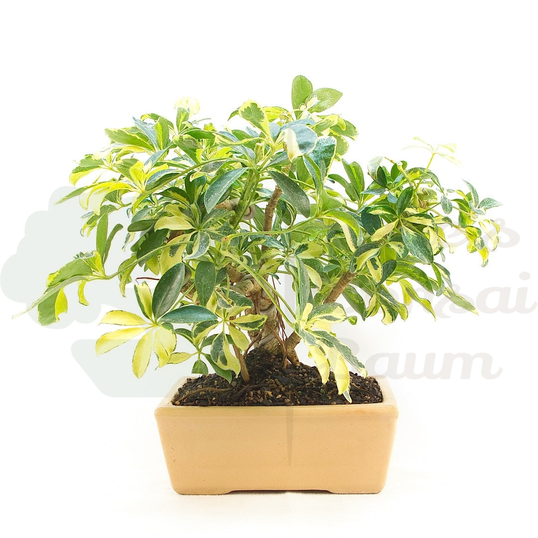 Gelbbunte Strahlenaralie 'Schefflera arboricola'